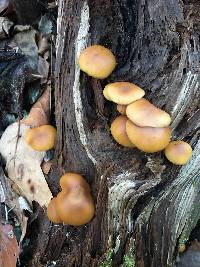 Galerina marginata image