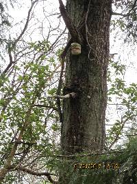 Fomitopsis officinalis image