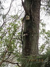 Fomitopsis officinalis image