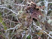 Lobaria pulmonaria image