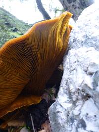 Omphalotus olivascens image