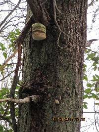 Fomitopsis officinalis image