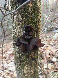 Auricularia americana image