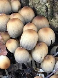 Coprinellus micaceus image