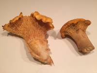 Cantharellus californicus image