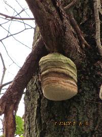 Fomitopsis officinalis image