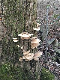 Pleurotus ostreatus image