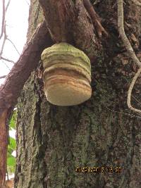 Fomitopsis officinalis image