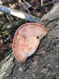 Fomitopsis cajanderi image