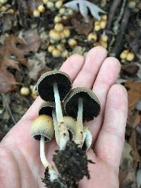 Coprinellus micaceus image