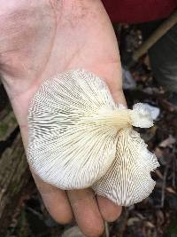 Pleurotus ostreatus image