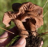 Laccaria amethysteo-occidentalis image