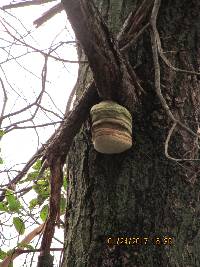 Fomitopsis officinalis image