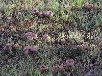 Laccaria amethysteo-occidentalis image