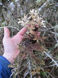 Lobaria pulmonaria image