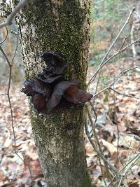 Auricularia americana image