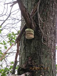 Fomitopsis officinalis image