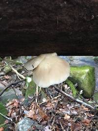 Pleurotus ostreatus image