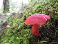 Hygrocybe coccinea image