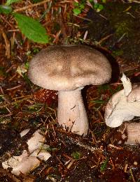 Clitocybe nebularis image