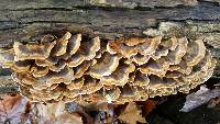 Trametes versicolor image