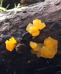 Dacrymyces chrysospermus image