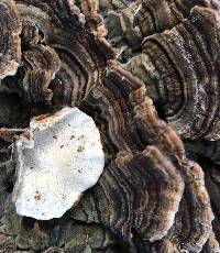 Trametes versicolor image