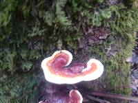 Ganoderma lucidum image