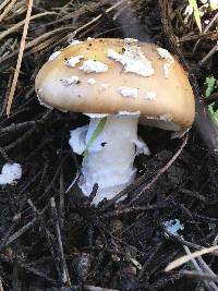 Amanita pantherina image