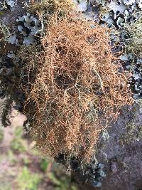 Usnea rubicunda image