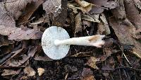 Amanita pantherina image