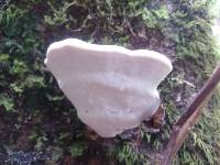 Ganoderma lucidum image