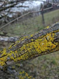 Xanthoria parietina var. parietina image