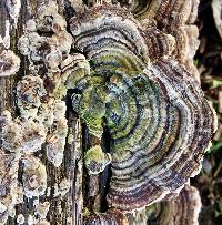 Trametes versicolor image