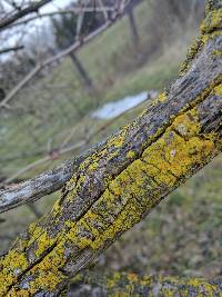 Xanthoria parietina var. parietina image