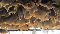 Trametes versicolor image