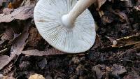 Amanita pantherina image