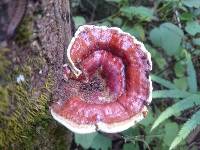 Ganoderma lucidum image