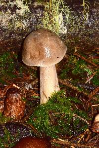 Clitocybe nebularis image