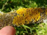 Xanthoria parietina var. parietina image