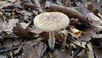 Amanita pantherina image