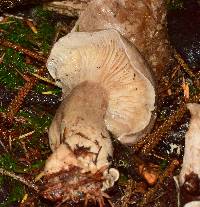 Clitocybe nebularis image