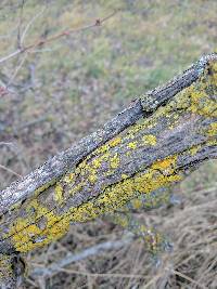 Xanthoria parietina var. parietina image