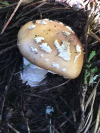 Amanita pantherina image