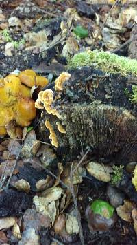 Omphalotus olivascens image