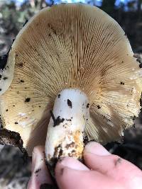 Lactarius alnicola image