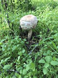 Chlorophyllum brunneum image