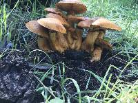 Gymnopilus ventricosus image