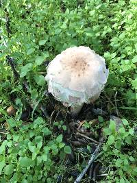 Chlorophyllum brunneum image