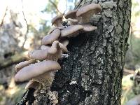 Pleurotus ostreatus image